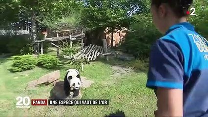 Zoo de Beauval : des pandas qui font recette