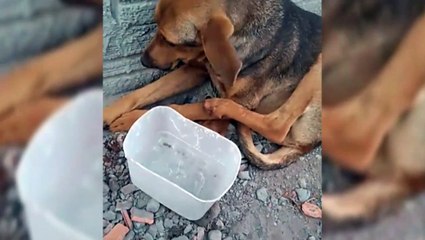 Moradora pede ajuda para cachorrinha aparentemente machucada