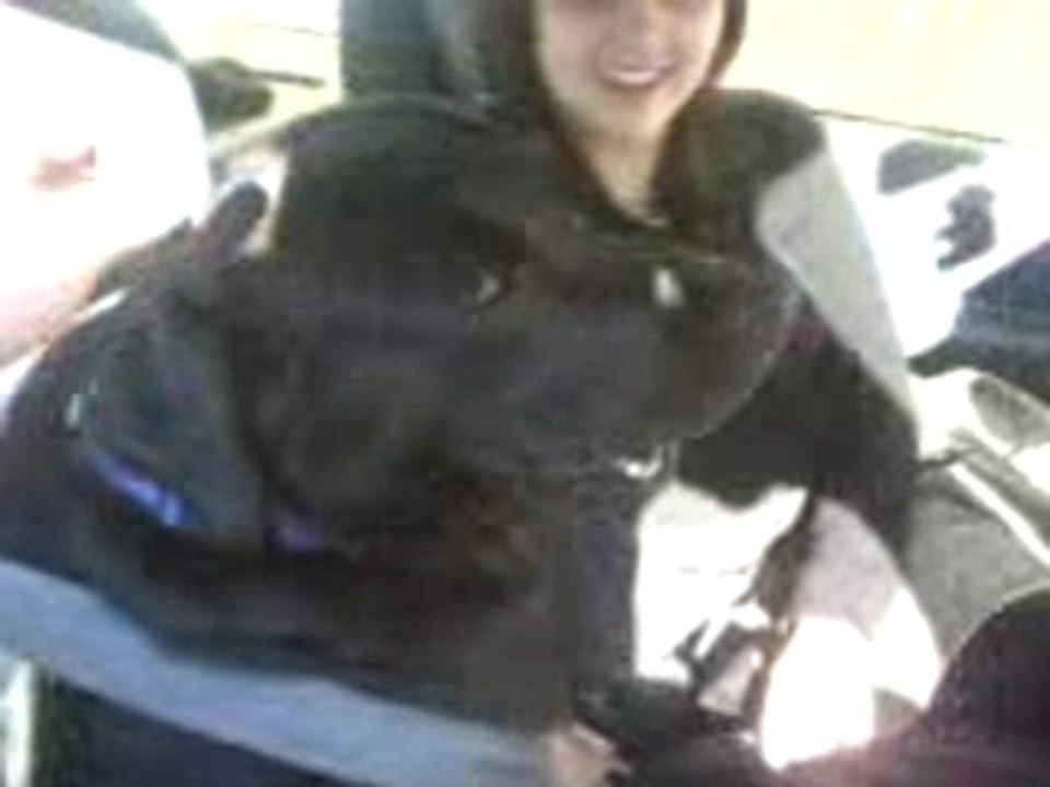 la loutre a audrey en voiture