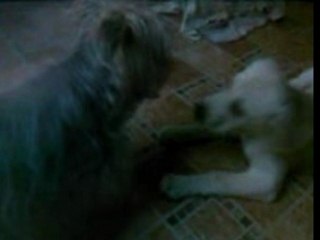 Cali, Mon Amour de Chien 27/01/2008