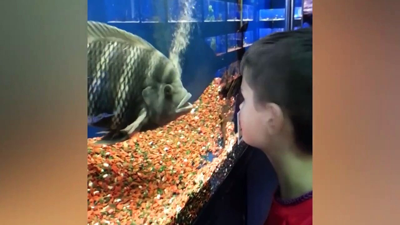 BABIES MEET FISH FOR THE FIRST TIME  Funny Babies And Animals Videos Compilation