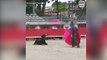 Exhausted bull struggles to get up after collapsing during training
