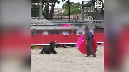 Exhausted bull struggles to get up after collapsing during training
