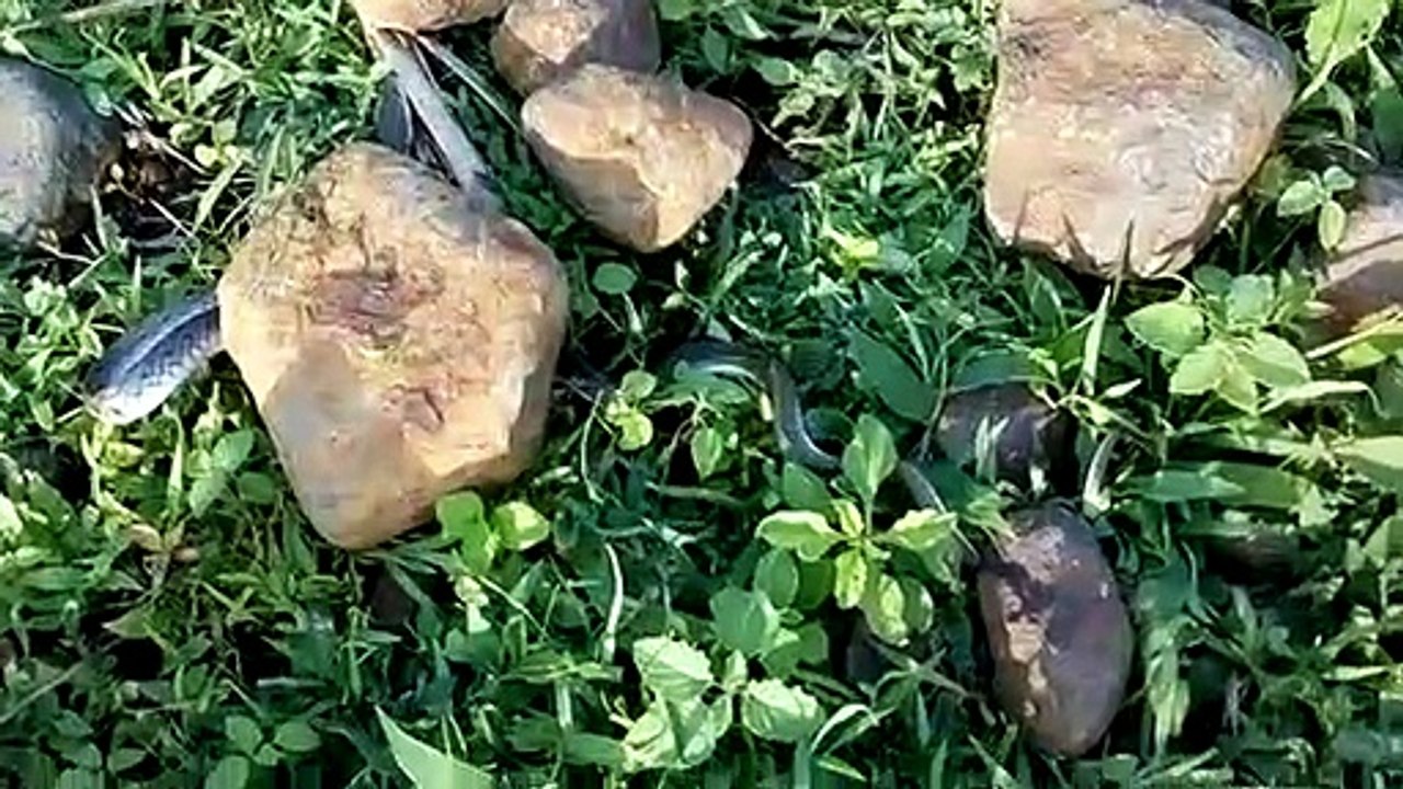 demo video