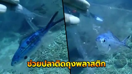 ชื่นชม นักดำน้ำช่วยเหลือปลาน้อยติดถุงพลาสติกใต้ทะเล