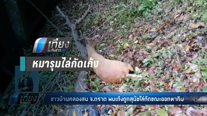 ชาวบ้าน พบ เก้งหนีตาย ถูกหมารุมกัด - เที่ยงทันข่าว