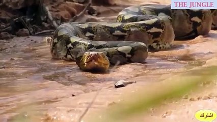 The snake bites the cat.