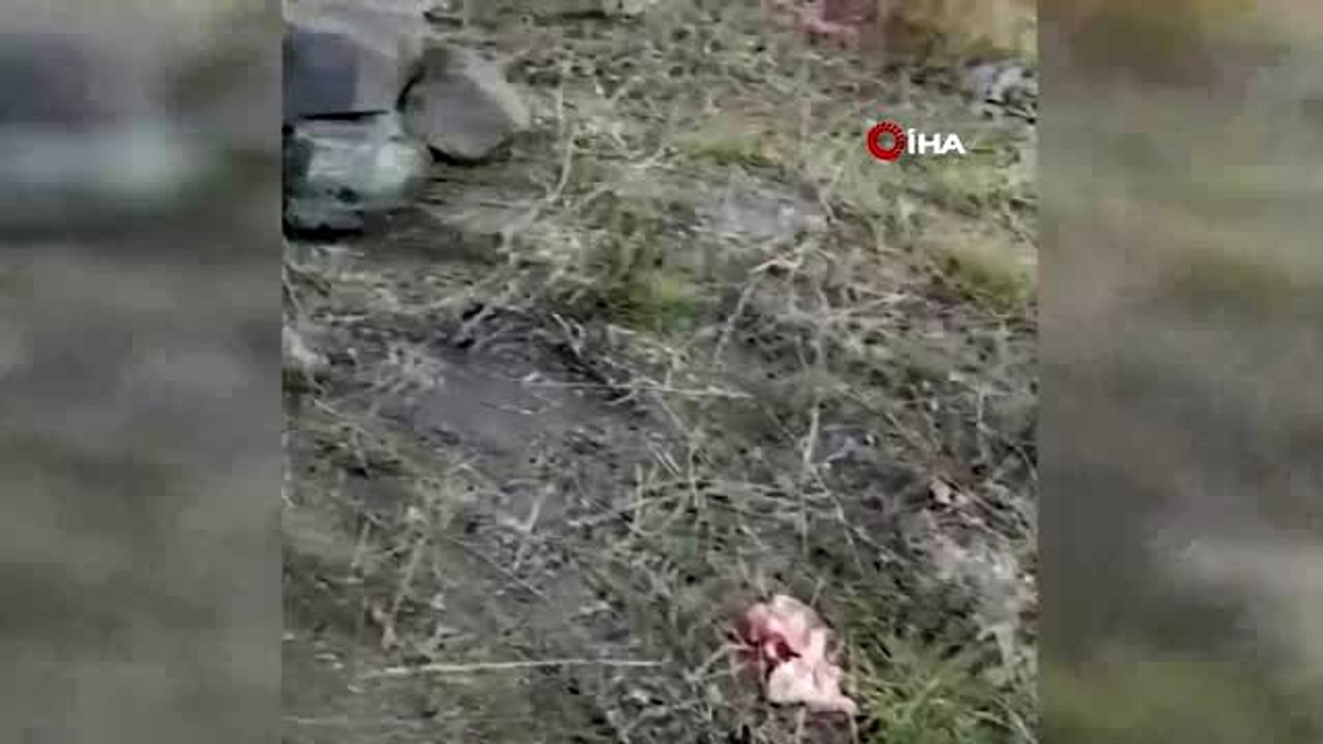 Yaban hayatı fotokapana yansıdı