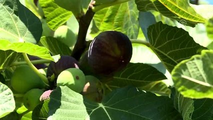 Singapurlu ve Malezyalılara siyah incir tanıtılacak