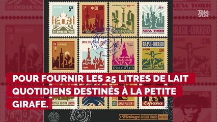 De Khartoum à Paris, l'incroyable destin de Zarafa la girafe !...