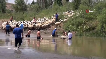 Yüzyıllardır yaşatılan gelenek, yüzlercesi dereden geçirildi