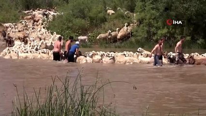 Yüzyıllardır yaşatılan gelenek, yüzlercesi dereden geçirildi