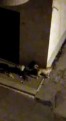 Download Video: Andria: cani randagi rovistano tra i  rifiuti i via Pitagora