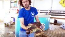 La Fundación Oceanogràfic ha atendido ya a 183 tortugas marinas