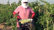 İslahiye Ovası'nda üzüm hasadı - GAZİANTEP