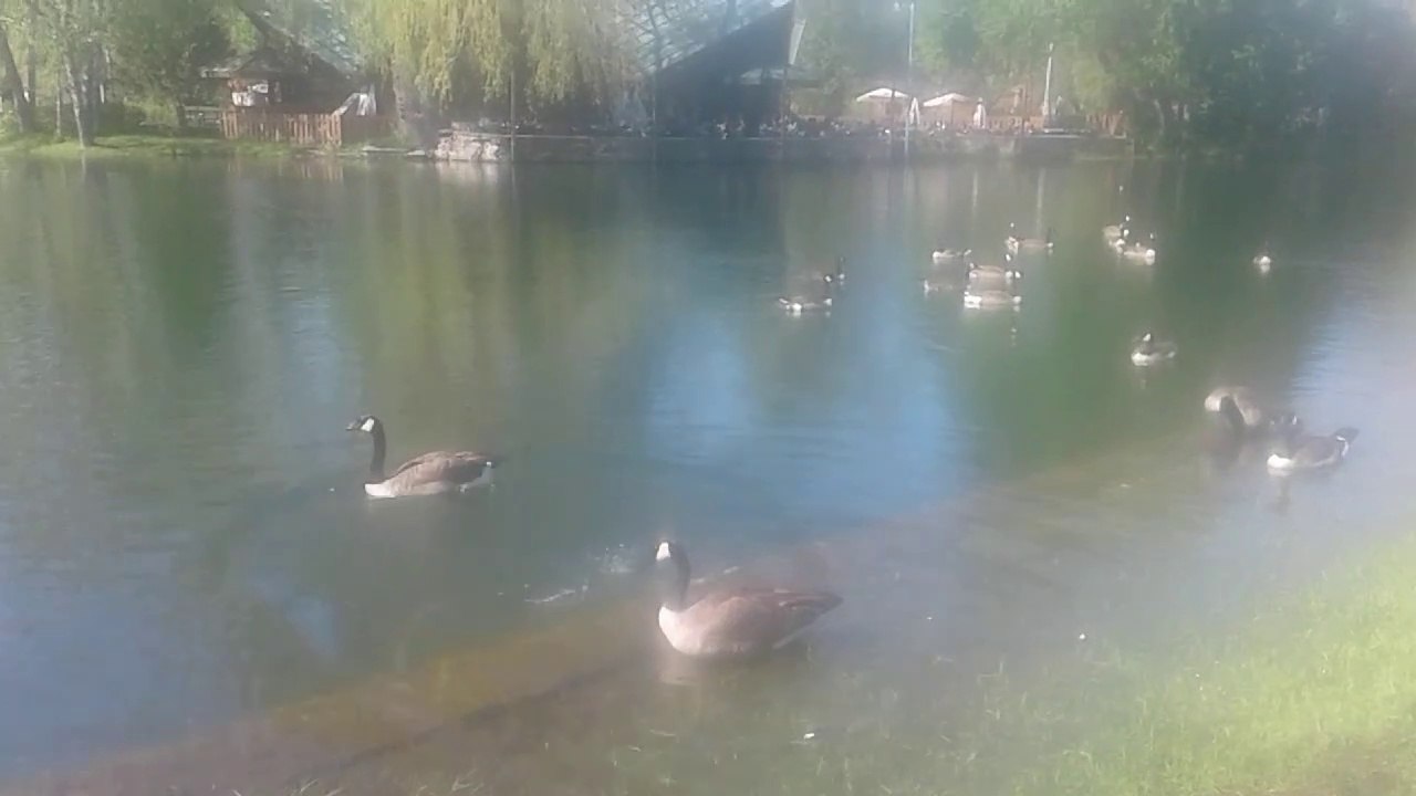 Swans and Ducks in Centre Island, Toronto, Ontario,  CANADA