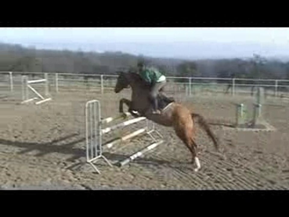 Jument, Selle Français, 7 ans, alezane, Damoiseau D'Or