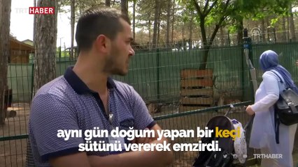 Yavru alageyiğe keçi süt anne oldu