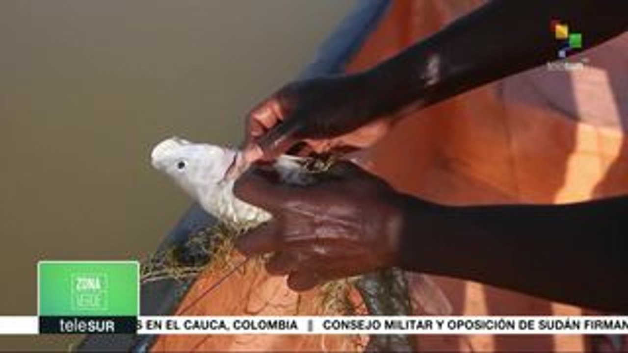 Zona Verde: Conservación de la vida salvaje en África