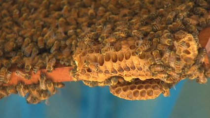 호주 농가 '꿀벌을 살려라'...필사의 노력 / YTN