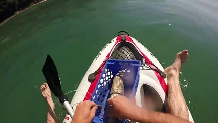 fishing SHARKS