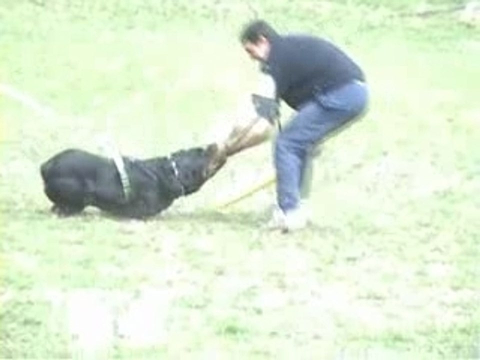CHIEN DE TRAVAIL