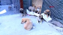 Ankara'da zehirlenen 3 köpek öldü