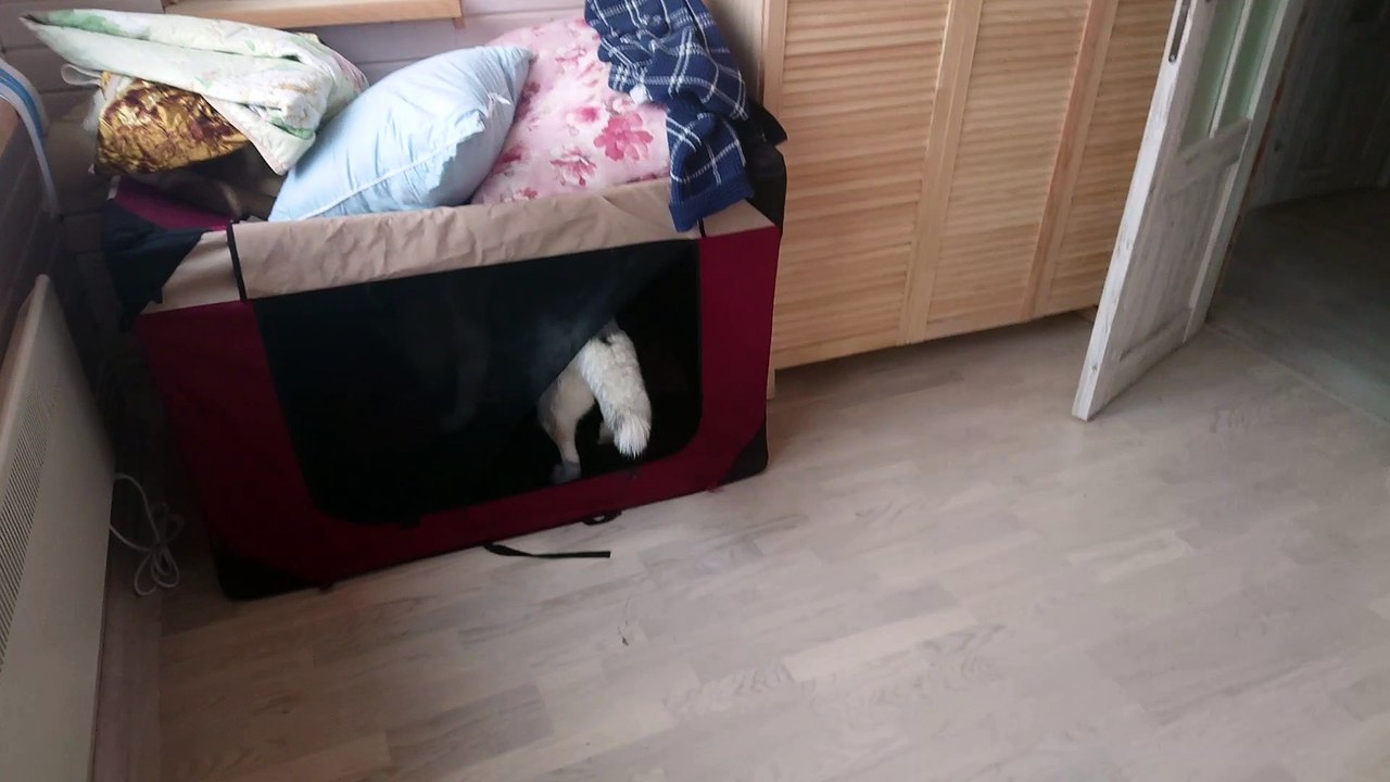 Husky is dancing on the bed