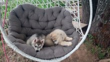 The cutest husky puppies decide to ride in a hammock