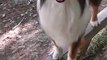 Ce chien est un acrobate : marche en équilibre avec un Fidget Spinner sur le nez !