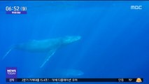 [투데이 영상] '혹등고래'와 수중 만남