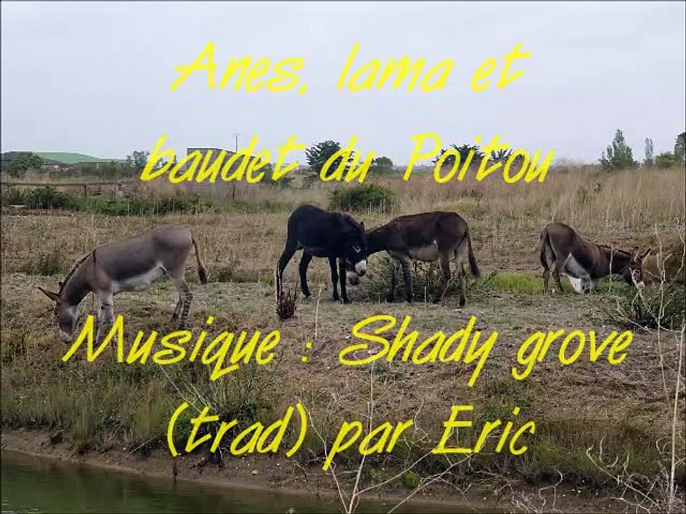 Anes, lama et baudet du Poitou