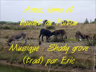 Anes, lama et baudet du Poitou