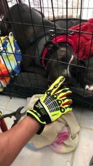 The dog gets stuck in the funny cage | clip hot | Le chien est coincé dans une drôle de grange