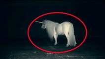 5 Mysterious Unknown Mythical Creatures Accidentally Caught On Tape