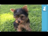 Yorkie Puppies First Time on Grass - Puppy Love