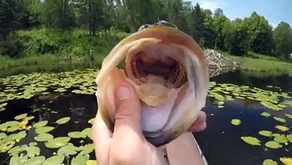 Catch More Bass With The Frog!