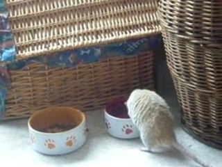 lémy mange des croquettes
