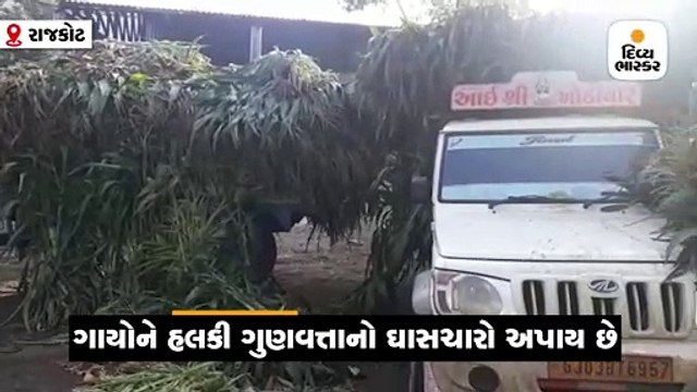 રાજકોટમાં ઢોરડબ્બા ખાતે હલકી ગુણવત્તાનો ઘાસચારો હોવાનો વિપક્ષ નેતાનો આક્ષેપ