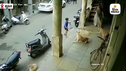 સુરતના મહિધરપુરામાં રખડતા શ્વાનો બાળકની પાછળ દોડતા હોવાના સીસીટીવી આવ્યા સામે