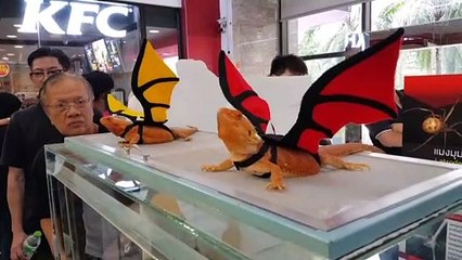 Bearded Dragons With Wings