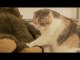 Chubby Scottish Fold Cat Gives a Bear a Full Body Massage