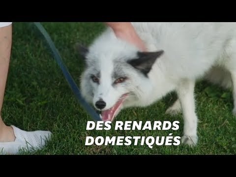 Des renards de compagnie? C’est possible grâce à des scientifiques russes