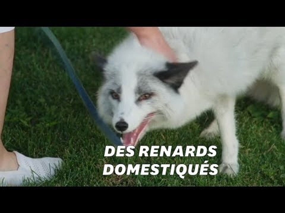 Des renards de compagnie? C’est possible grâce à des scientifiques russes