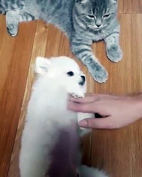 Jaloux, ce petit chien refuse que l'on caresse le chat à côté !