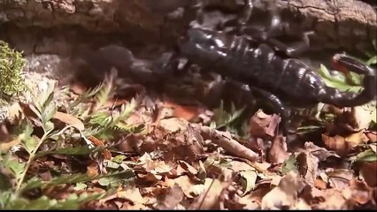 VERSUS SCORPION!!! СКОРПИОН В ДЕЛЕ!!!