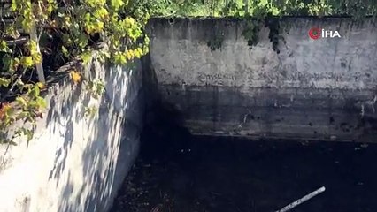 Ayı ailesine kurtarma operasyonu