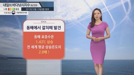 [내일의 바다낚시지수] 8월20일 폭염 수온 높아져 속초 앞바다 난류성 어종 갈치떼 발견  / YTN