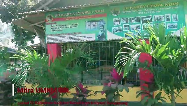 PKM PENGOLAHAN SUSU KAMBING ETAWA KECAMATAN KALIPURO KABUPATEN BANYUWANGI