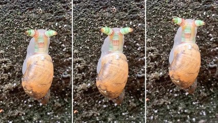 كائن غريب ونادر تكتشفه سائحة بالصدفة